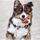 Kutya biléta - nemesacél 