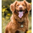 Biléta kutyáknak - nemesacél